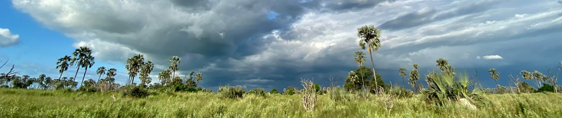 Botswana Gomoti Camp Clouds Palms Botswana Gomoti Camp Clouds Palms