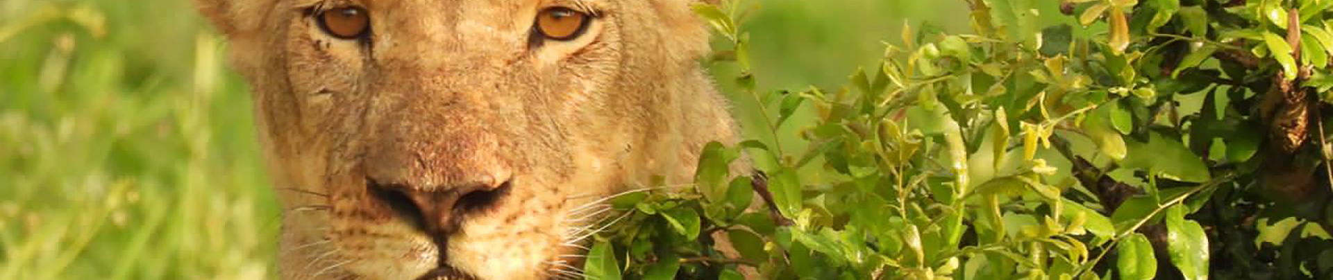 Zimbabwe Hwange National Park Deteema Springs Camp Wildlife Sightings December 2020 Female Lion Close Up Bush Zimbabwe Hwange National Park Deteema Springs Camp Wildlife Sightings December 2020 Female Lion Close Up Bush