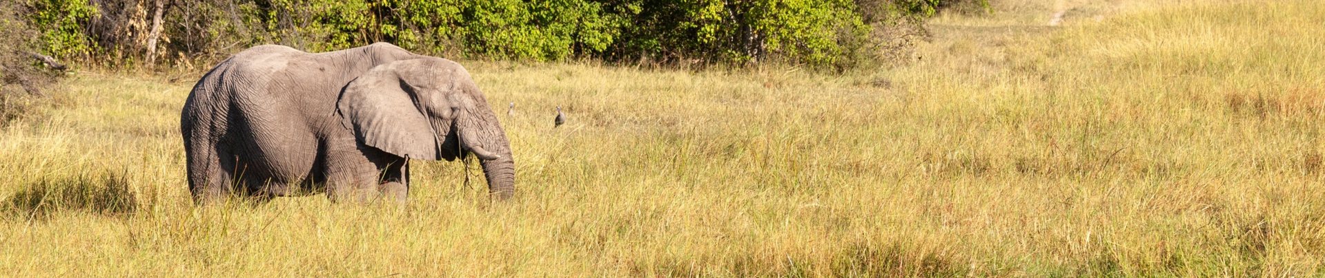 Elephant spotted at Machaba Camp