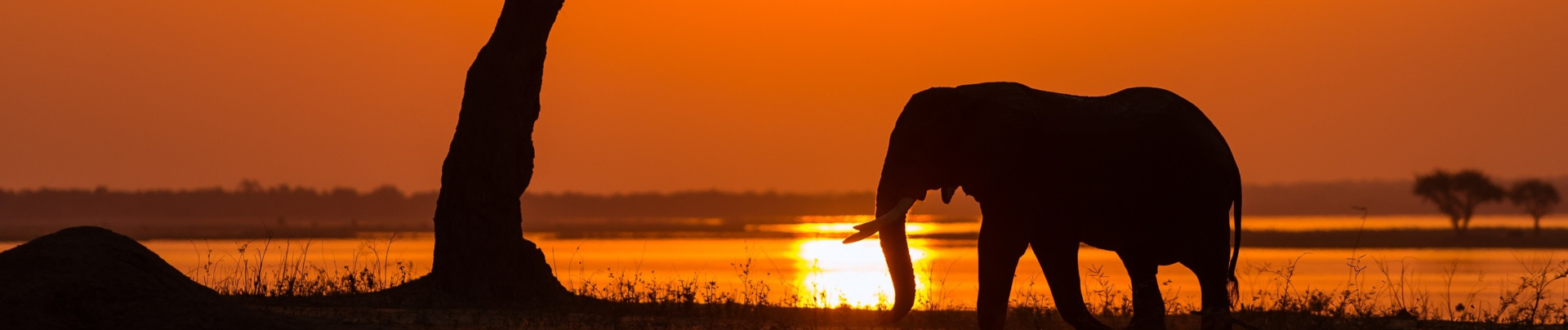 Machaba Ingwe Pan Camp October Sightings Banner Machaba Ingwe Pan Camp October Sightings Banner