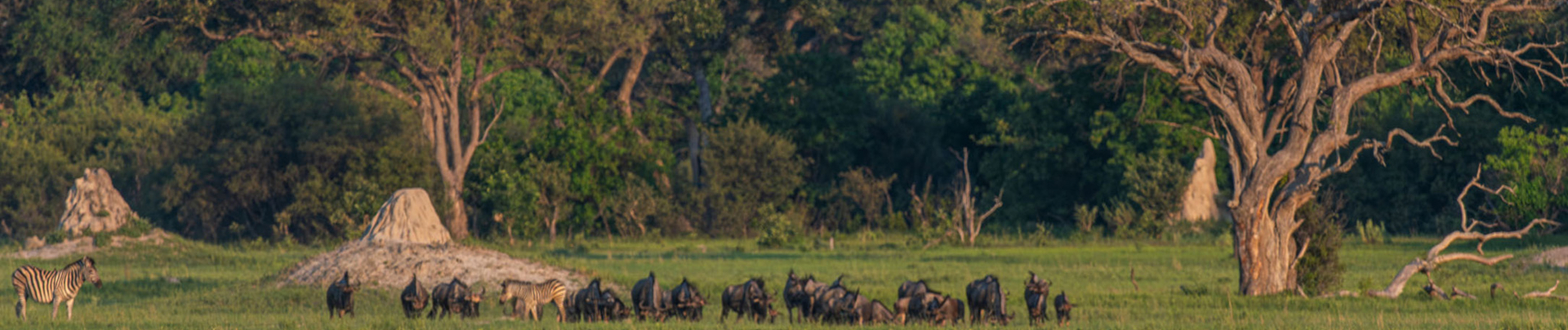 Okavango Delta Wildlife Sightings Kiri Camp Feb 2024 Green Season