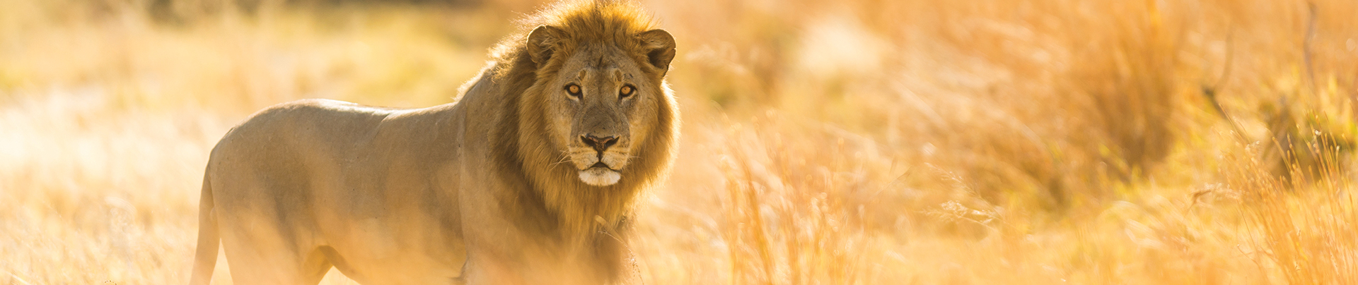 Ngoma Botswana Chobe Lion On Safari