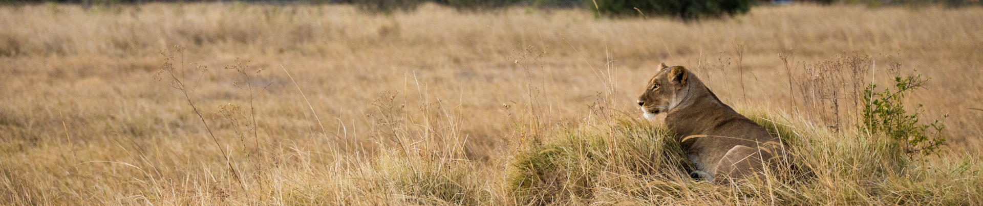 Machaba Safaris   Machaba Camp Wildlife Sightings   May 2025   Lion At Camp Machaba Safaris   Machaba Camp Wildlife Sightings   May 2025   Lion At Camp