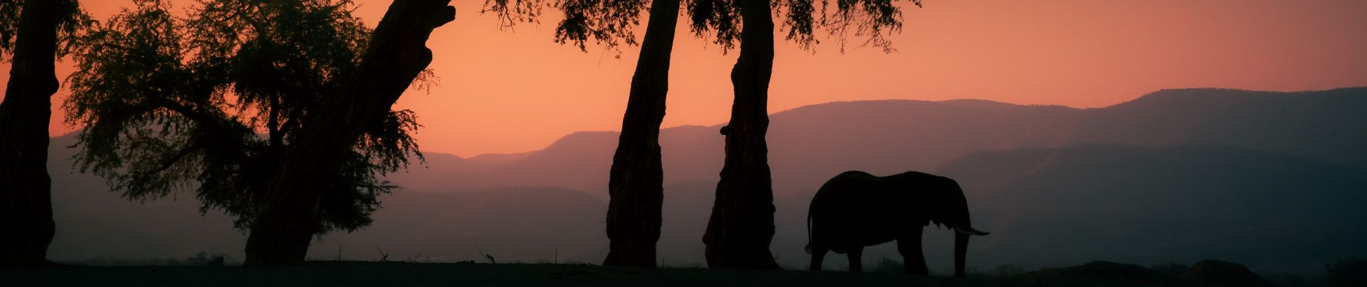 Machaba Safaris Elephant Mana Pools