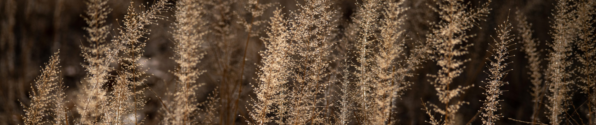 Machaba Ingwe Pan Camp Wildlife Sightings September 2025 Banner Reeds Machaba Ingwe Pan Camp Wildlife Sightings September 2025 Banner Reeds