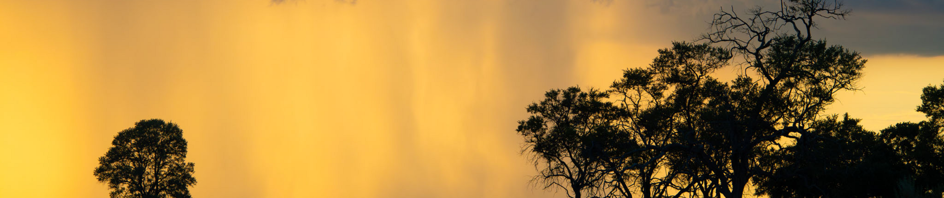 Machaba Kiri Camp Wildlife Sightings January 2026 Banner Showers At Kiri Camp