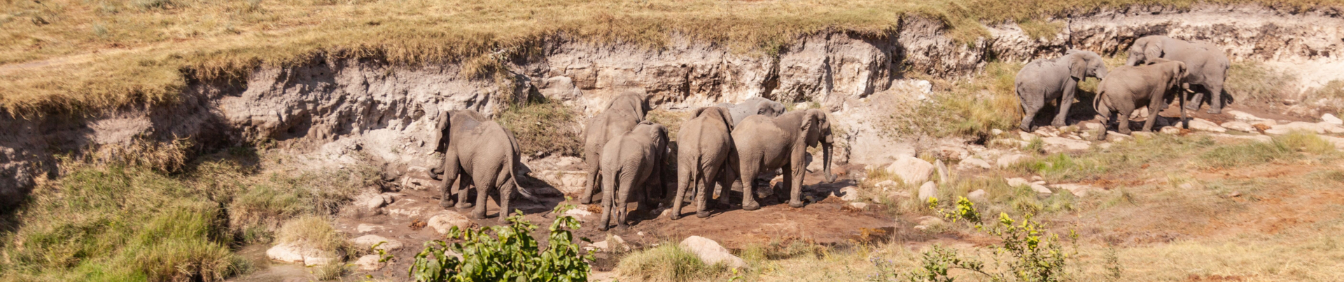 Machaba Zimbabwe Hwange Verneys Camp Elephants Sightings