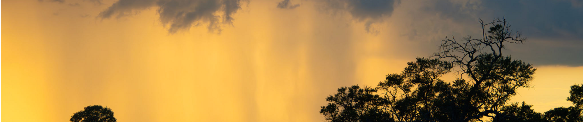 Machaba Kiri Camp Wildlife Sightings February 2026 Banner Thunderstrom In The Okavango