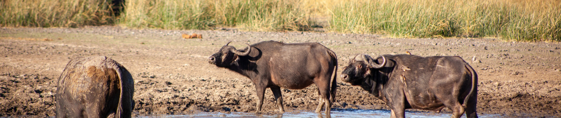 Machaba Botswana Okavango Delta Gomoti Plains Buffaloes Sightings