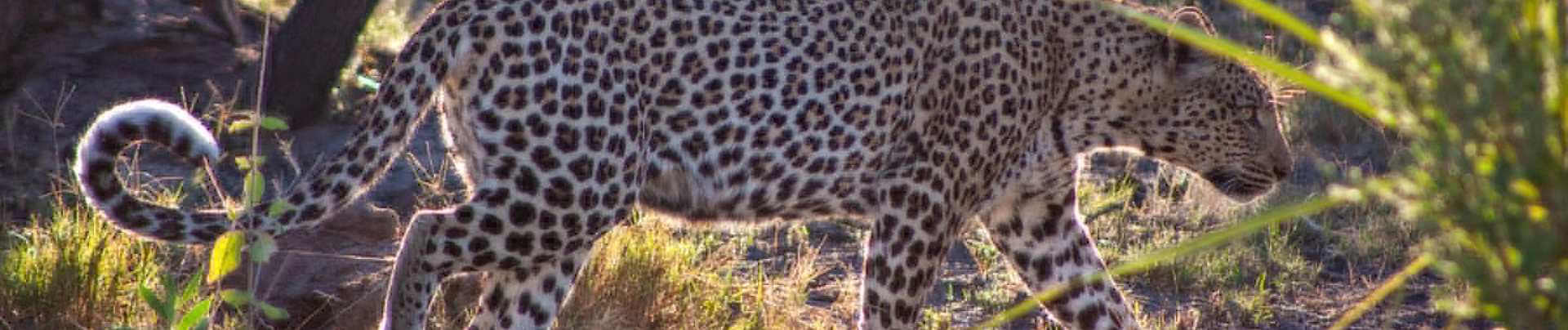 Botswana Okavango Delta Gomoti Plains Leopard Ground