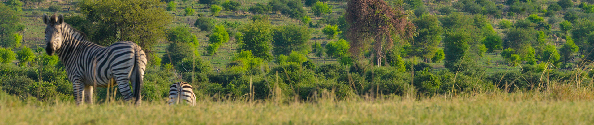 Machaba Safaris Ngoma Safari Lodge Zebra Banner