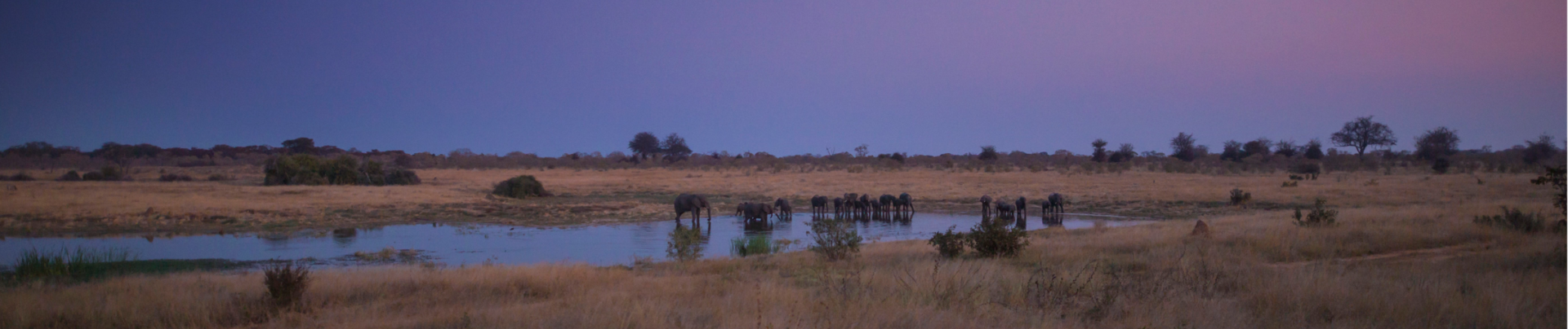 Machaba Verneys Camp Wildlife Sightings June 2026 Banner Elephants In The Evening