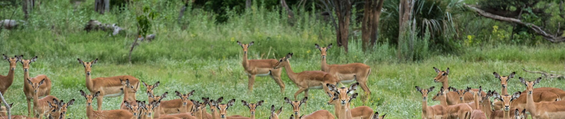 Machaba Botswana Okavango Delta Impala Sightings Machaba Botswana Okavango Delta Impala Sightings