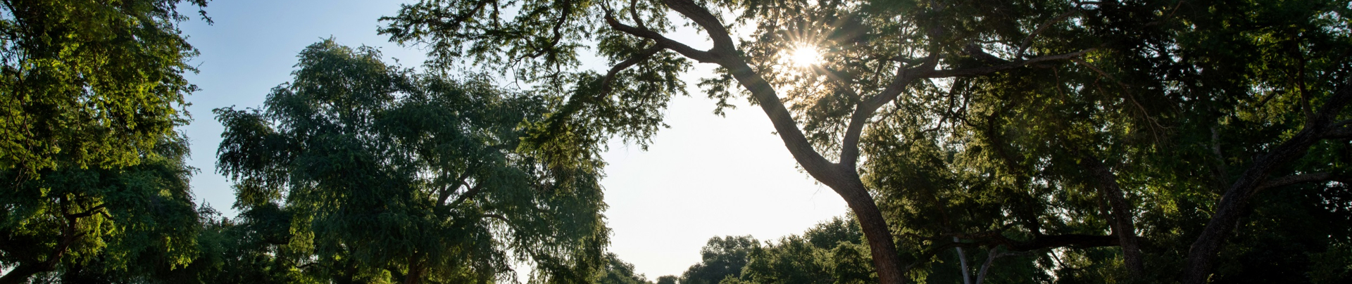 Machaba Mana River Camp Wildlife Sightings October 2025 Banner Mana Pools Forest