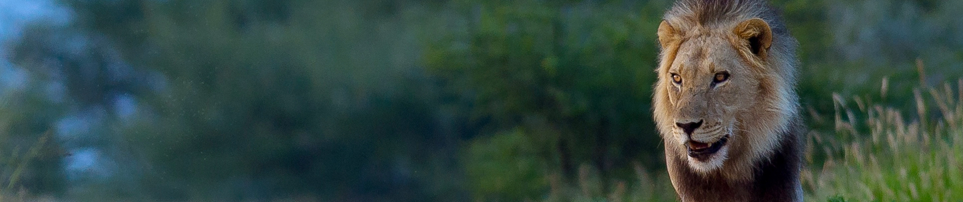 Machaba Botswana Chobe Ngoma Lodge Male Lion Machaba Botswana Chobe Ngoma Lodge Male Lion