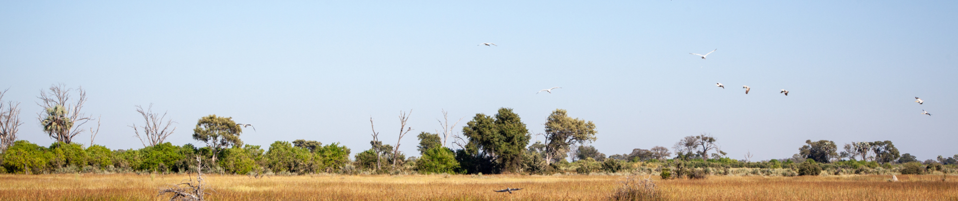 Machaba Botswana Special Head Banner