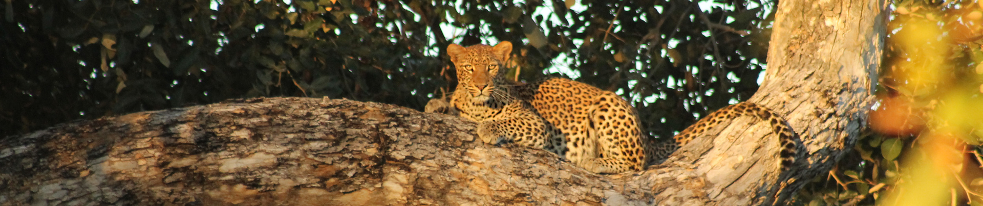 Machaba Safaris Zimbabwe Mana Pools National Park July 2023 Leopard Machaba Safaris Zimbabwe Mana Pools National Park July 2023 Leopard