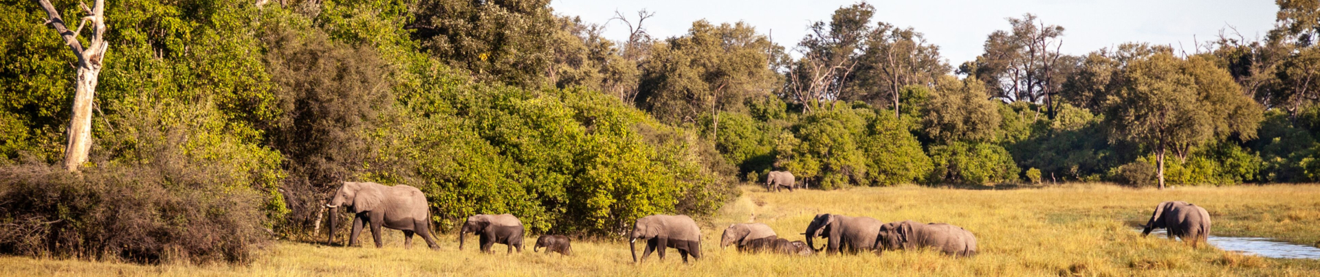 Machaba Botswana Okavango Delta Little Machaba Camp Elephants Sightings