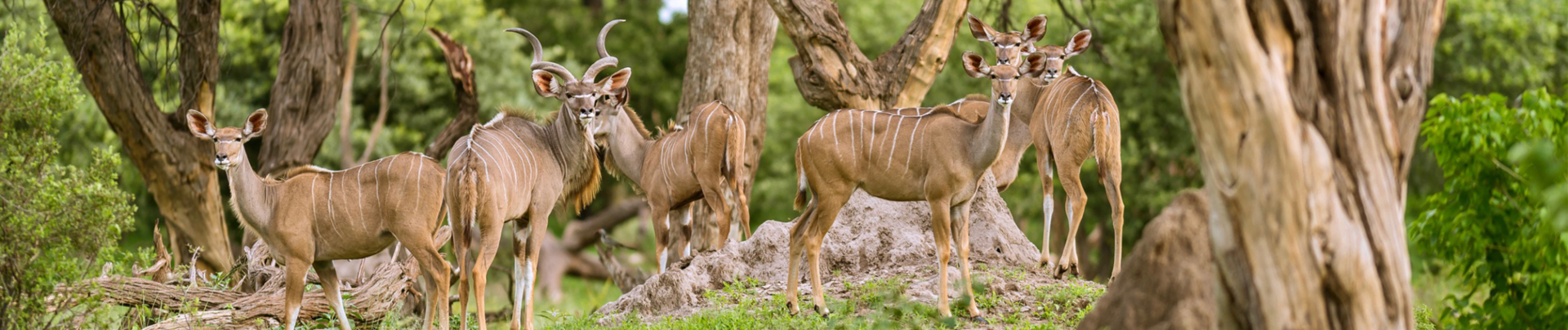 Botswana   Machaba Camp   Kudu