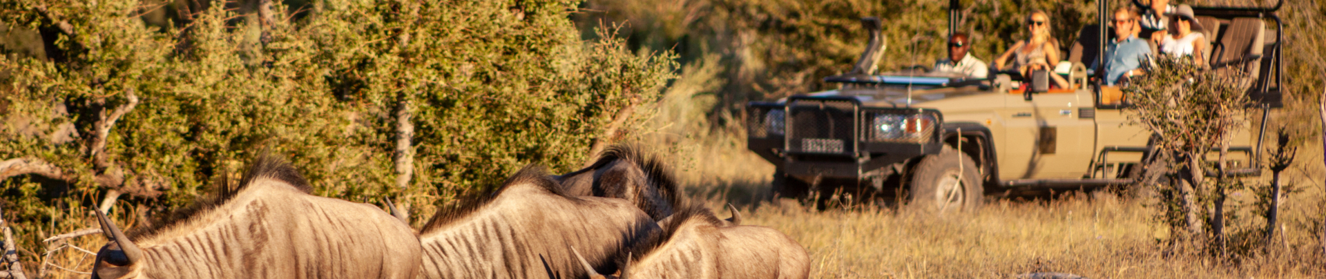 Machaba Botswana Okavango Delta Gomoti Plains Sightings February 2020 Safari Banner