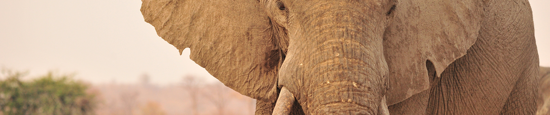 Zimbabwe Hwange National Park Deteema Elephant Banner Zimbabwe Hwange National Park Deteema Elephant Banner