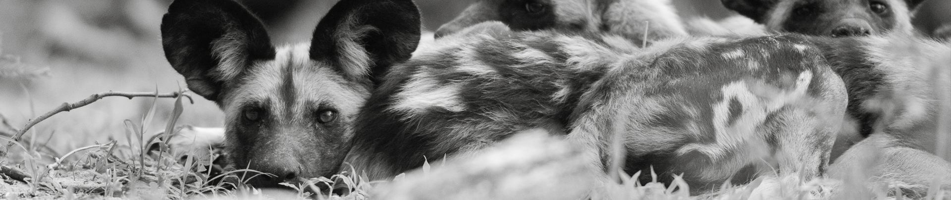 Botswana Okavango Delta Machaba Camp Wild Dogs