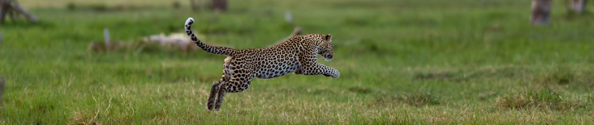 Machaba Safaris Secret Season Leopard Jumping Over Okavango Channel