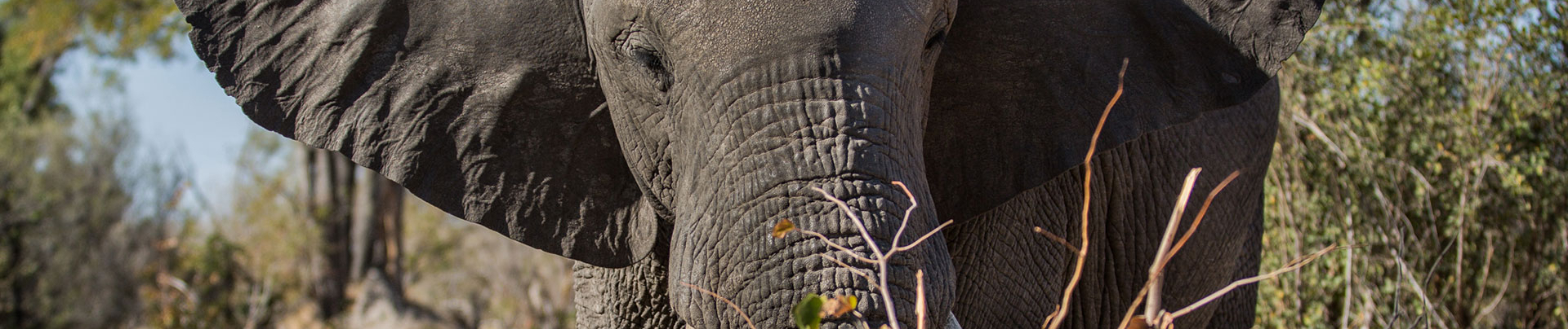 Botswana Okavango Delta Machaba Camp Sightings June 2021 Elephant Cover