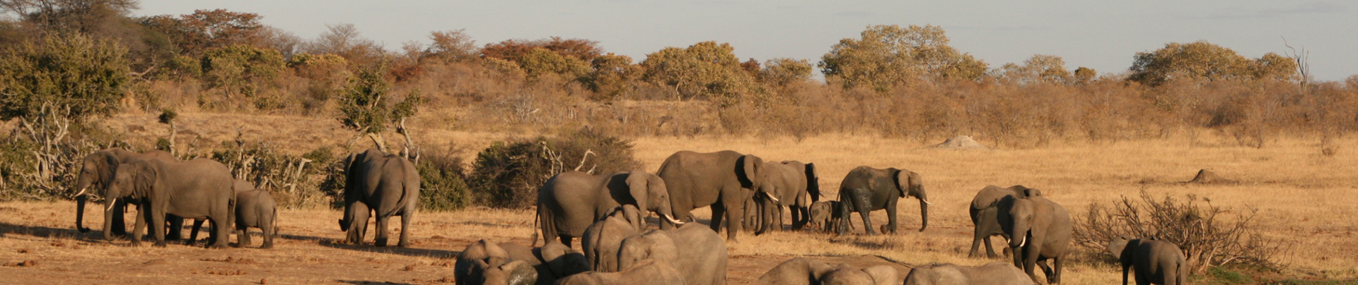 Machaba Safaris Zimbabwe Verneys Camp Wildlife Stories July 2022 Banner Elephants Machaba Safaris Zimbabwe Verneys Camp Wildlife Stories July 2022 Banner Elephants