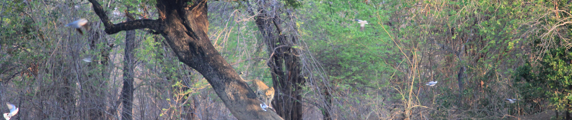 Machaba Safaris Zimbabwe Mana Pools Ingwe Pan Stories Oct 2023 Mana Scene