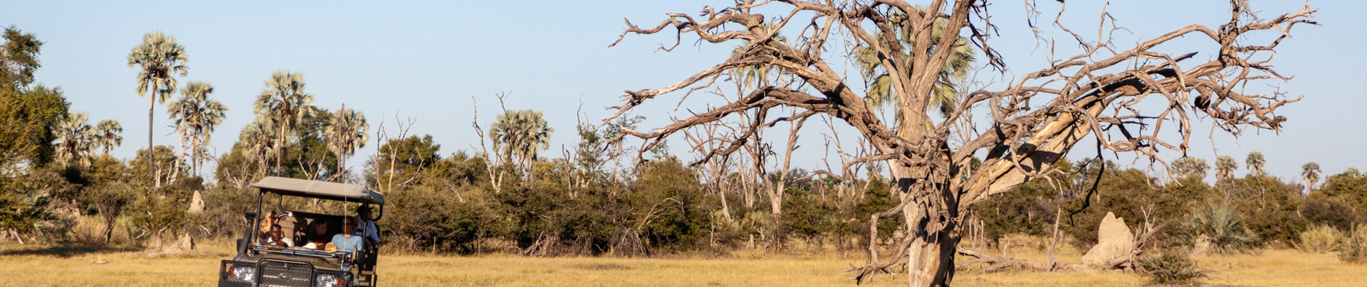 Afternoon game drive experience with Machaba Safaris Afternoon game drive experience with Machaba Safaris