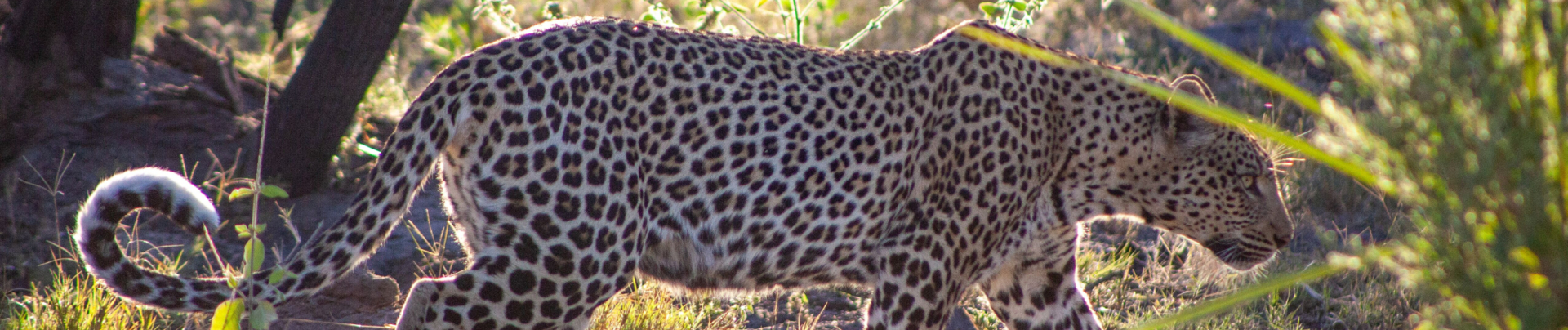 Machaba Botswana Okavango Delta Leopard Sightings