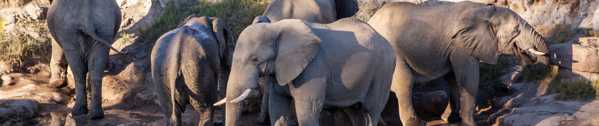 Machaba Zimbabwe Verneys Camp Elephants Sightings