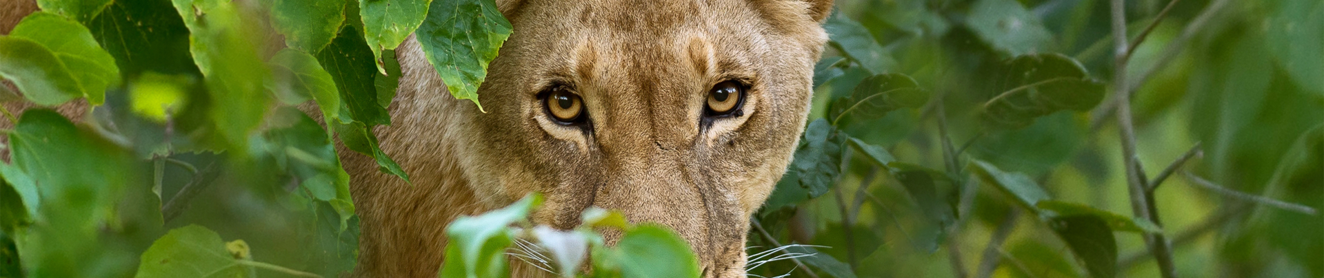 Machaba Safaris Botswana Gomoti Plains Lions Leaves