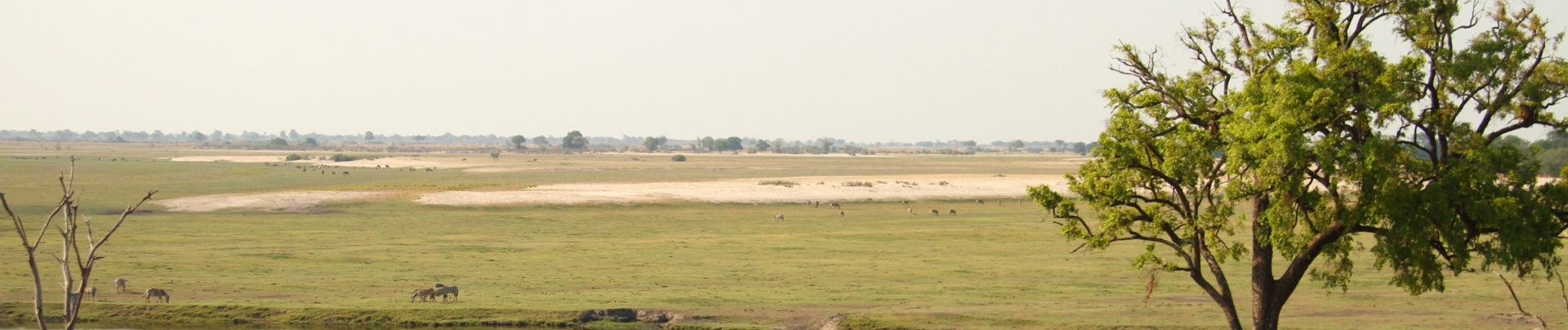Machaba Botswana Chobe Ngoma Sighting July 2020 Banner