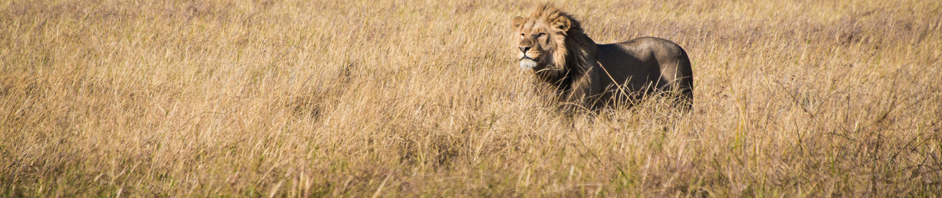 Zimbabwe Hwange Deteema Springs Sightings October 2021 Lion King