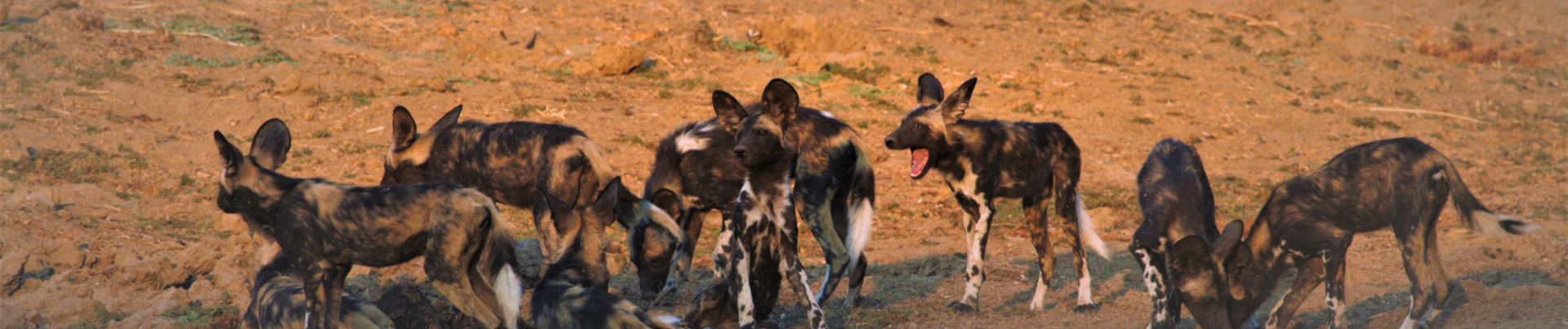 Machaba Ingwe Pan Camp Wildlife Sightings June 2026 Banner Pack Of Wild Dogs