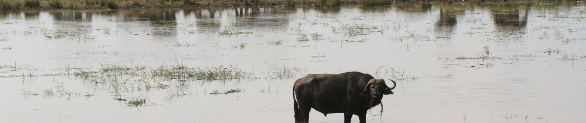 Machaba Ngoma Safari Lodge Wildlife Sightings April 2026 Banner Cape Buffalo