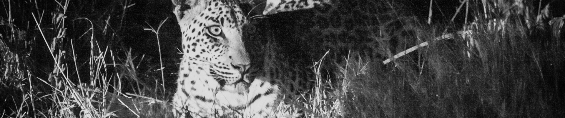 Machaba Botswana Okavango Delta Leopard Sightings