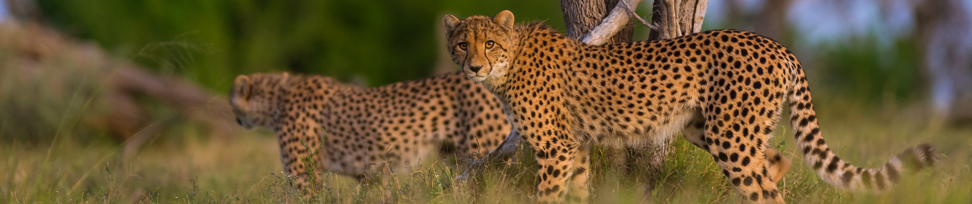 Machaba Web Experience Wildlife Cheetahs