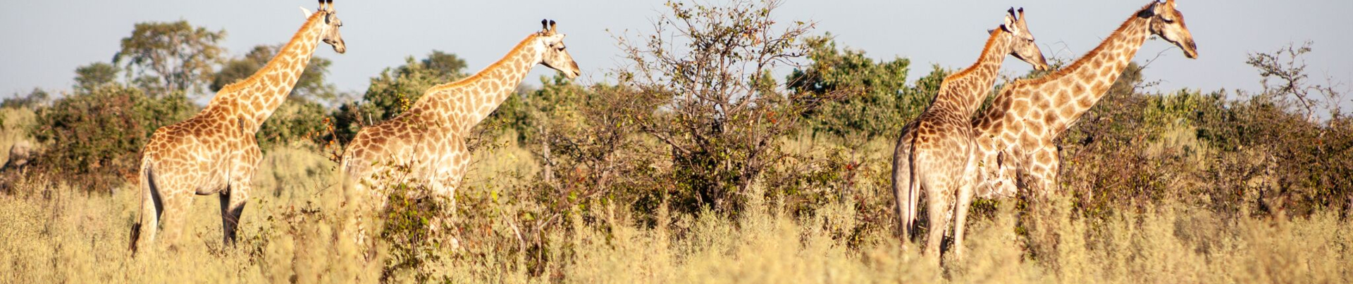 Machaba Botswana Okavango Delta Gomoti Plains Giraffes Sightings Machaba Botswana Okavango Delta Gomoti Plains Giraffes Sightings