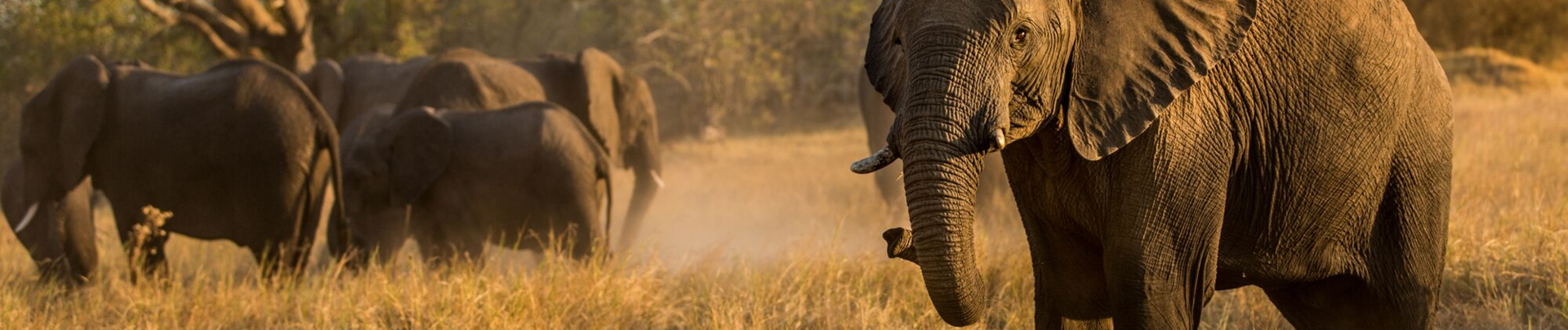 Botswana Machaba Okavango Delta Little Machaba Camp Elephants Sightings