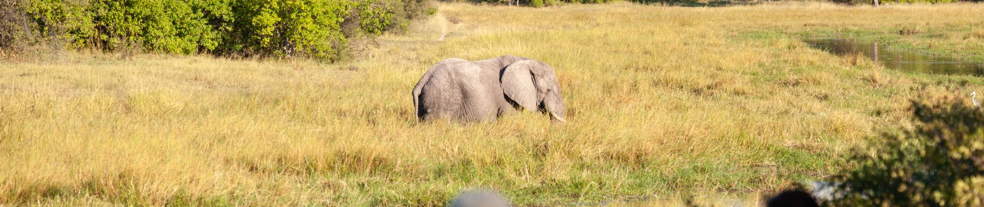 Machaba Camp Botswana Wildlife Sightings Banner