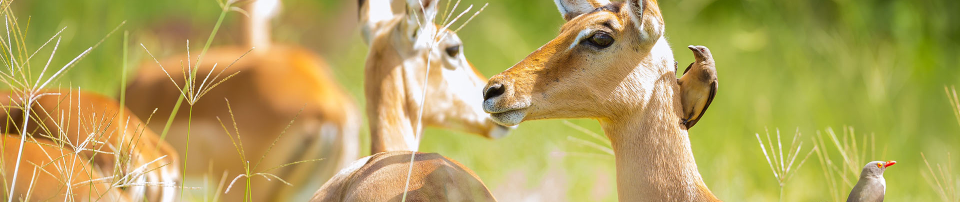 Botswana Okavango Delta Machaba Camp Sightings Feb 2021 Impala Botswana Okavango Delta Machaba Camp Sightings Feb 2021 Impala