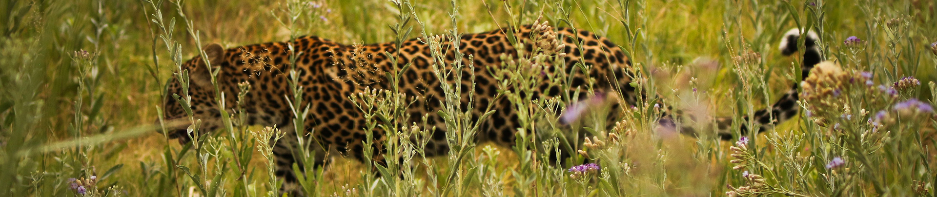 Machaba What To Expect Safari Banner Machaba What To Expect Safari Banner