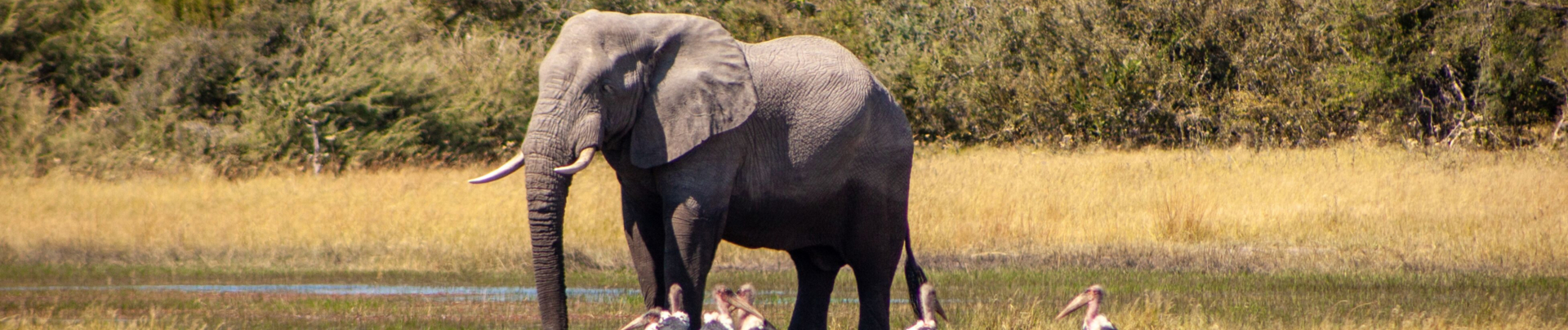 Machaba Botswana Okavango Delta Little Machaba Camp Elephant Sightings Machaba Botswana Okavango Delta Little Machaba Camp Elephant Sightings
