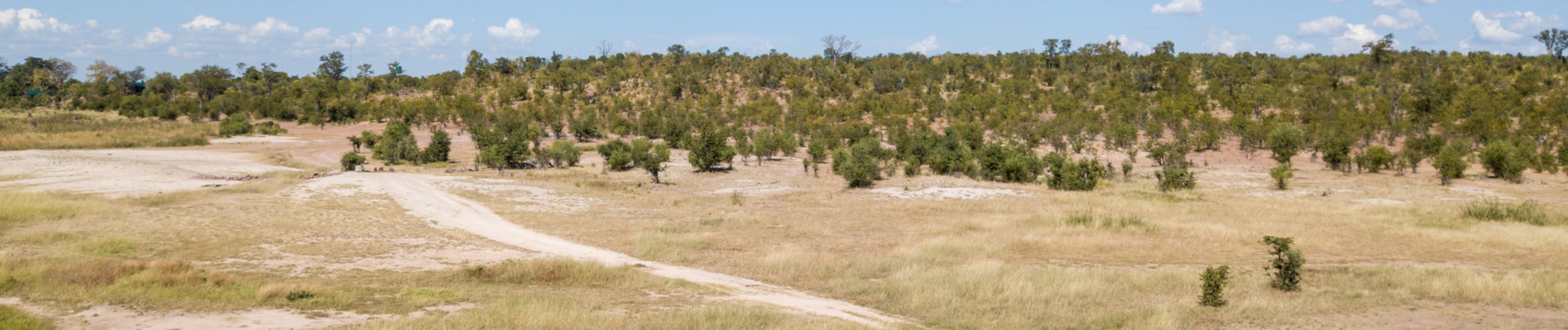 Machaba Zimbabwe Deteema Springs Sighting February 2020 Banner Safari Machaba Zimbabwe Deteema Springs Sighting February 2020 Banner Safari
