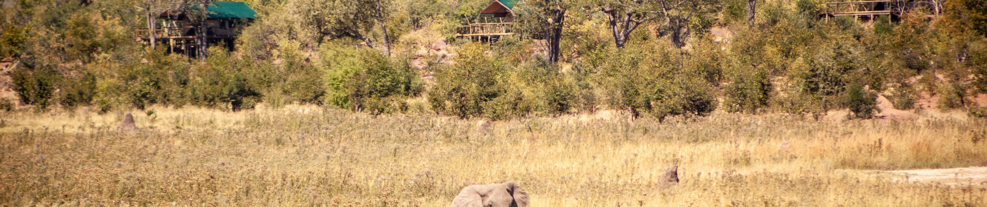 Machaba Deteema Springs Camp Wildlife Sightings June 2025 Banner Elephant In Front Of Deteema Springs Machaba Deteema Springs Camp Wildlife Sightings June 2025 Banner Elephant In Front Of Deteema Springs
