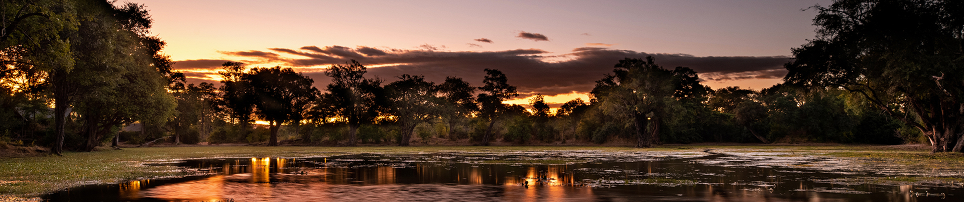 Machaba Safaris Ingwe Pan Banner