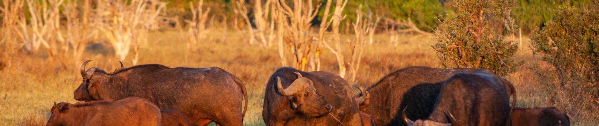 Machaba Botswana Okavango Delta Little Machaba Camp Buffaloes Sightings